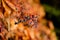 A bunch of grapes on close-up with dry berries, very shallow focus. Autumn photo.