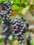 Bunch of grapes field in the farm