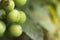 Bunch of grapes on a green background. bunch of unripe grapes