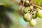 bunch of grapes on a green background. bunch of unripe grapes