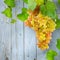 Bunch grapes with green leaves against background light blue woo