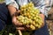 Bunch grapes in the hands of the winemaker