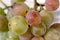 Bunch of grapes of the Lydia variety closeup