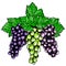 Bunch of grapes sketch style vector illustration. Old engraving imitation. Hand drawn