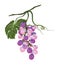 Bunch of grapes stylized polygonal