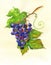 Bunch of grapes watercolor painting