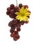 Bunch of grapes with a yellow flower