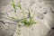 A bunch of grass dunes on the beach, a close-up