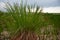 A bunch of grass on a swamp bump closeup shot.