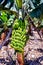 A bunch of green bananas hanging from a tree