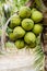 Bunch Green coconut fruit on tree.