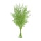 Bunch of green dill on white background. Isolated object on a white background. Cartoon style. Object for packaging,