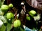 Bunch of green fruits of Bellyache bush plant, Jatropha gossypifolia