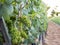 Bunch of green grape berries on vineyard plantation field with unfocused background side view