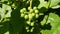 Bunch of green grapes on a branch