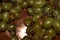 Bunch of green grapes with overripe berries