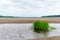 A bunch of green grass grows in a puddle near the river with power line poles through the cliffs above the water in the wild tundr