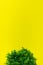A bunch of green grass on a yellow background at the bottom. Small houseplant