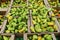 Bunch of green and and orange paprika peppers on boxes in supermarket. Healthy organic food. Peppers in cardboard boxes on the