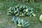 A bunch of green overripe cucumbers are lying on the ground in the garden
