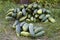 A bunch of green overripe cucumbers are lying on the ground near the garden bed
