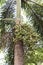 Bunch of green palm Fruit and leaf on palm tree in the park