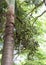 Bunch of green palm Fruit and leaf on palm tree in the park