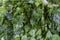 Bunch of green parsley with drops of rain.