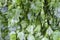 Bunch of green parsley with drops of rain.