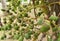 Bunch of green and ripe tropical Betel Nut.