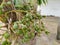 Bunch of green and ripe tropical betel nut.