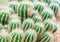 Bunch of Green Small cactuses in garden