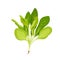 Bunch of green spinach leaves, isolated fresh healthy leaf vegetable for delicious salad
