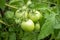 A bunch of green tomatoes on a bush. Lots of tomatoes on the bush. Tomatoes ripen in the garden. Bush with green