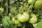 Bunch of green tomatoes growing in greenhouse