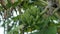 Bunch of green unripe bananas hanging from a banana tree