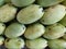 Bunch of Green Unripe Mango Fruit