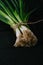 Bunch of green young scallions with roots on a black dark background of the old wooden boards vintage top view, agriculture concep