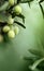 Bunch of growing Olive fruits on green blurred background