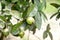 Bunch of guava fruits and leaf in a tree