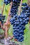 Bunch of hanging vine ripe grapes on one of the spanish vineyards. Harvest time, thanksgiving concept