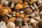 Bunch of harvested forest edible mushrooms with orange, brown caps and white legs of different sizes lie