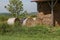 Bunch of hay rolls near a barn in a field