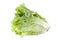 Bunch Head of Fresh Green Salad Isolated