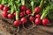Bunch of healthy ripe radishes on rustic wooden