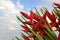 Bunch of Heliconia flowers