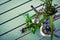 Bunch of herbs and flowers in metal watering can