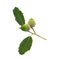 Bunch of Holm oak or Holly oak tree, branches dark glossy green spiked leafs with acorns or raw fruits isolated and die cut on