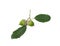 Bunch of Holm oak or Holly oak tree, branches dark glossy green spiked leafs with acorns or raw fruits isolated and die cut on