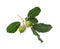 Bunch of Holm oak or Holly oak tree, branches dark glossy green spiked leafs with acorns or raw fruits isolated and die cut on